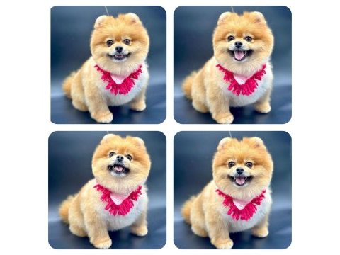Türkiyenin en iyi a plus yavru pomeranian köpekleri