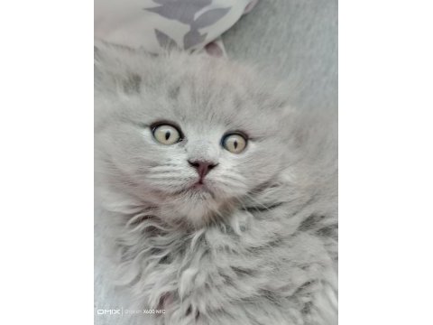 Scottish longhair british longhair yavrularim