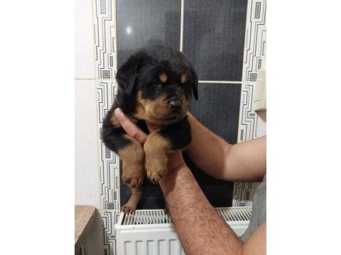 Macar kafa rottweiler yavrular
