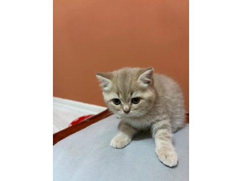 British shorthair yavrumuz şecereli baba