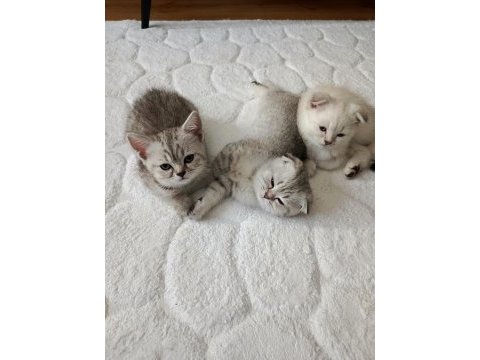 2 aylık british shorthair