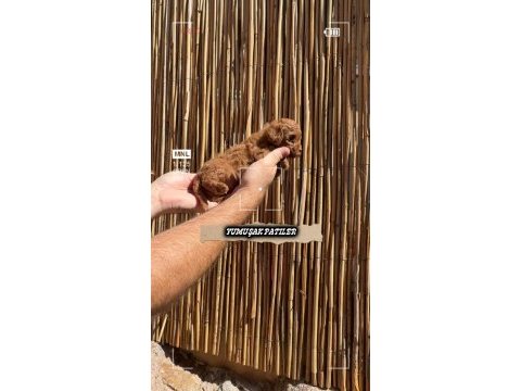 Sevimli ırk toy poodle