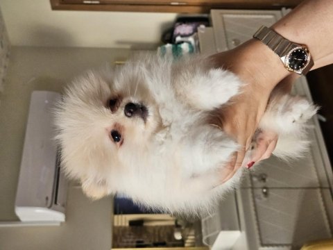 Pomeranian boo yavrularımız