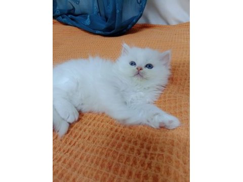 İran persian erkek yavru