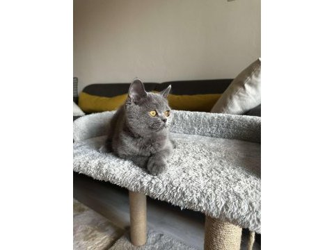 Gri british shorthair cinsi yavrumuza yuva arıyoruz