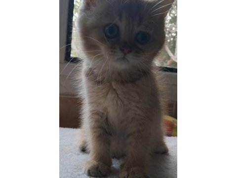 British shorthair golden dişi
