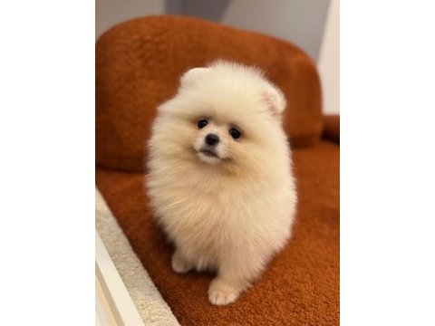 Sevimli pomeranian köpeklerimiz