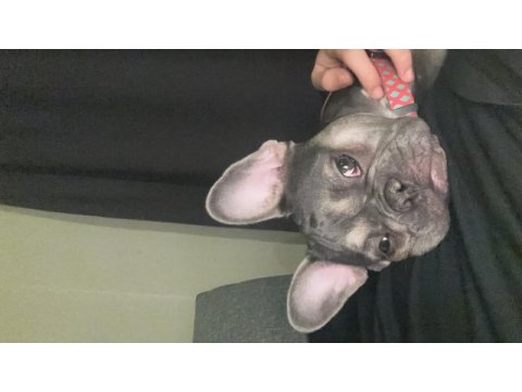 8 aylık french bulldog anatomisi harika lilac tan