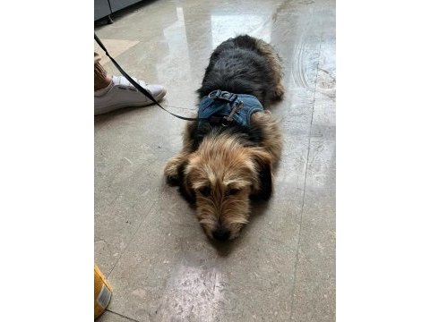 Köpeğimiz sıcak yuvasını arıyor
