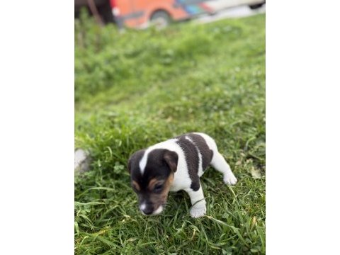 Jack russell orijinal kısa bacak kısa kuyruk