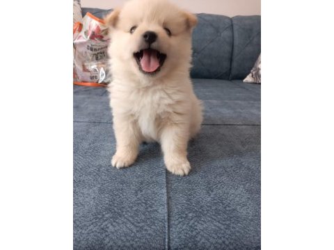 Safkan pomeranian spitz yavruları