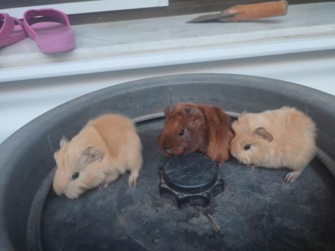 3 dişi 1 erkek guinea pig