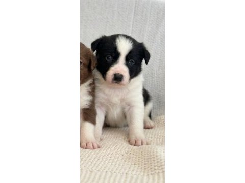 Irk garantili border collie bebekler