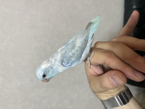 Yavru forpuslar