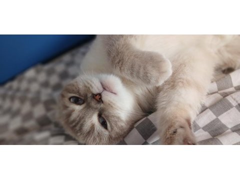 British longhair ve scottish fold yavrularımız yolda