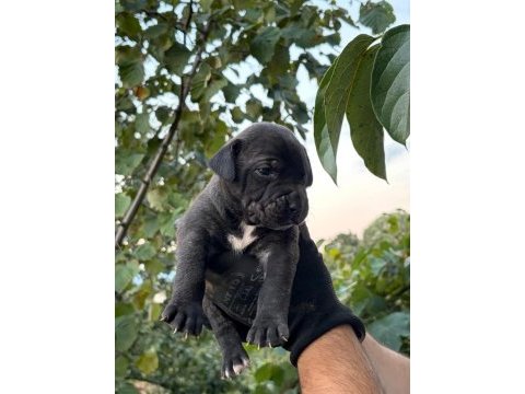 Sağlam kan presa canario yavru
