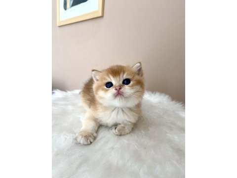 Erkek golden british shorthair yavruları