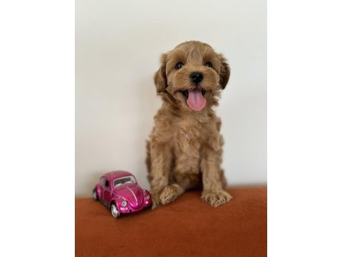 Kore kan maltipoo teacup bebeklerim