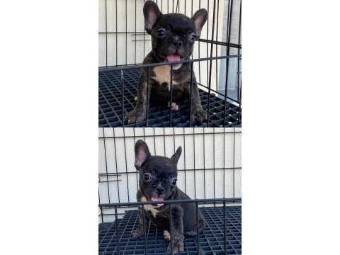 İsabella & fluffy taşıyıcı french bulldog bebekler