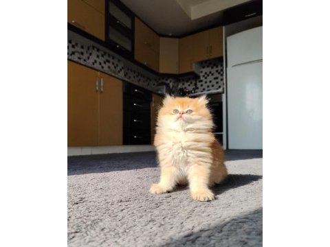 Full şecereli dişi british longhair yavru