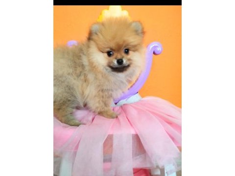 Mükemmel kalitede pomeranian dişi yavru