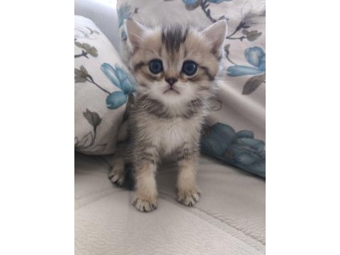 Safkan british shorthair yavru
