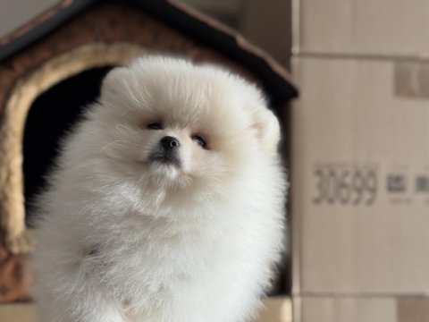 Show kalite tea cup pomeranian yavrularımız