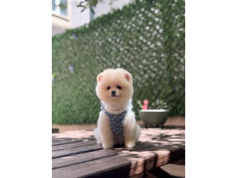 Üst kalite pomeranian boo