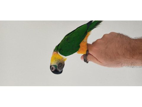 Kayık papağanımız el besleme
