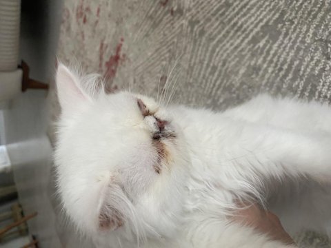 4 aylık iran persian (eşyalarıyla verilecektir)