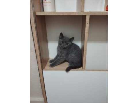 Saf kan british shorthair