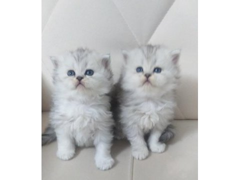 British longhair ve british shortair bebekler