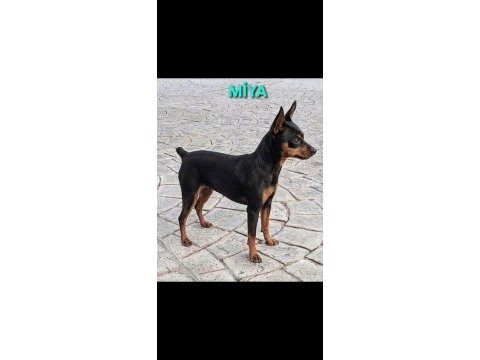 Minyatür pinscher 5 aylık