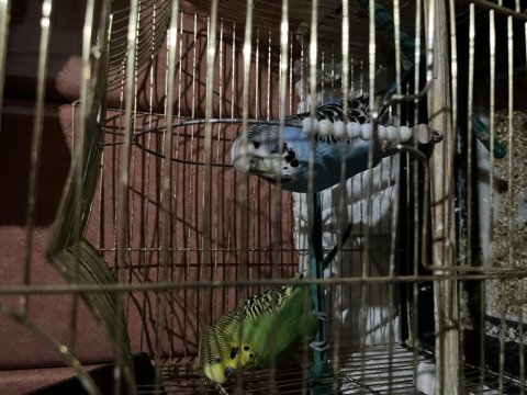 Pazarlık olur ele kola alışkın muhabbet kuşu