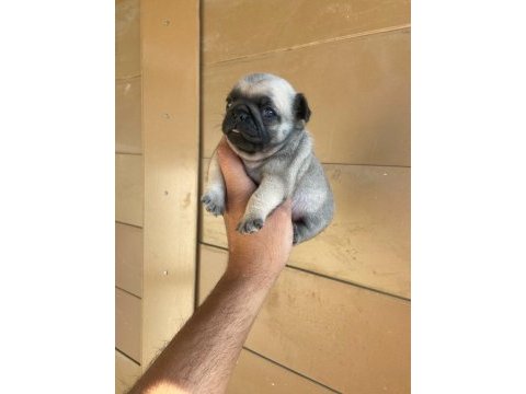 A kalite yavrular pug