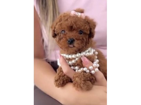 Toy poodle eğitimli