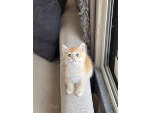 Güzellik abidesi golden british shorthair yavrum