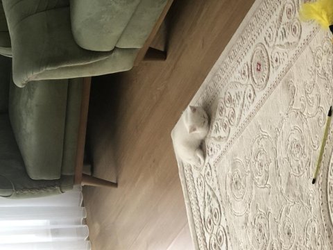 British shorthair 2 aylık dişi tuvalet eğitimi var