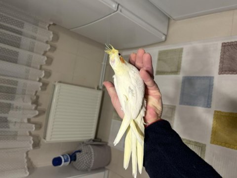 Kırmızı göz lutino sultan papağanı yavru yeni yeme düştü