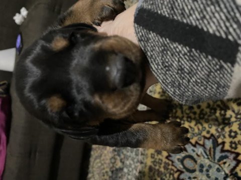 Kaliteli doberman yavruları