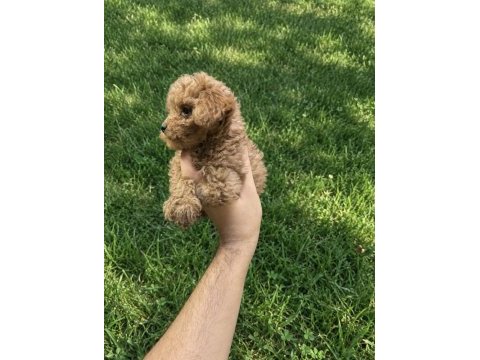 Toy poodle yavrumuz