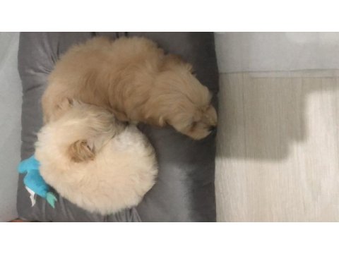 Maltipoo ve maltese