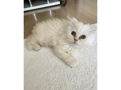 Pofuduk tüy yumağı iran kedisi