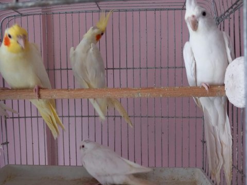 Sağlıklı sultan papağanı yavruları