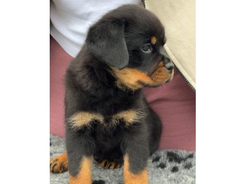 Türkiyenin en güvenilir çiftliğinden rottweiler