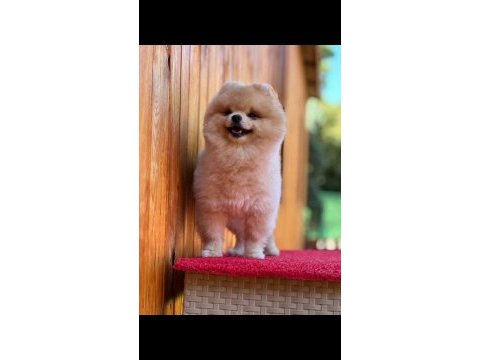 Pomeranian yavrular