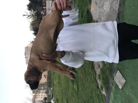 A class presa canario yavruları