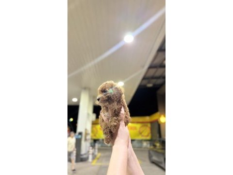 Toy poodle yavrularımız yeni yuvasını arıyor