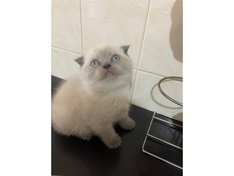 Mavi boncuğum scottish fold