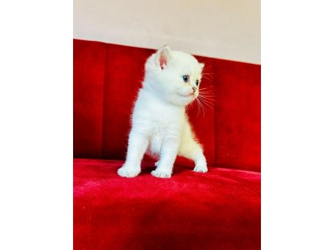 British shorthair scottish